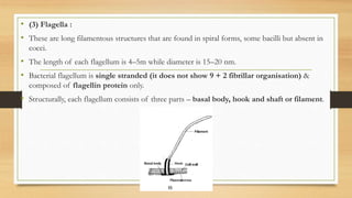 • (3) Flagella :
• These are long filamentous structures that are found in spiral forms, some bacilli but absent in
cocci.
• The length of each flagellum is 4–5m while diameter is 15–20 nm.
• Bacterial flagellum is single stranded (it does not show 9 + 2 fibrillar organisation) &
composed of flagellin protein only.
• Structurally, each flagellum consists of three parts – basal body, hook and shaft or filament.
 