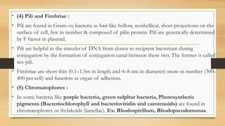 • (4) Pili and Fimbriae :
• Pili are found in Gram–ve bacteria as hair like hollow, nonhellical, short projections on the
surface of cell, few in number & composed of pilin protein. Pili are genetically determined
by F factor in plasmid.
• Pili are helpful in the transfer of DNA from donor to recipient bacterium during
conjugation by the formation of conjugation canal between these two. The former is called
sex pili.
• Fimbriae are short thin (0.1–1.5m in length and 4–8 nm in diameter) more in number (300–
400 per cell) and function as organ of adhesion.
• (5) Chromatophores :
• In some bacteria like purple bacteria, green sulphur bacteria, Photosynthetic
pigments (Bacteriochlorophyll and bacterioviridin and carotenoids) are found in
chromatophores or thylakoids (lamellae). Ex: Rhodospirillum, Rhodopseudomonas.
 
