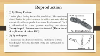 Reproduction
• (i) By Binary Fission :
• It takes place during favourable conditions. The transverse
binary fission is quite common in which nucleoid divides
amitotically without spindle formation. Replication of DNA
is bidirectional in entire genome resulting two circular
(theta) shaped chromosomes are formed (Theta model
of replication of cairns 1963).
• (ii) By endospore :
• It takes place in adverse conditions. Endospore is thick
walled highly refractile resistant spore and surrounded by
four layers.
 