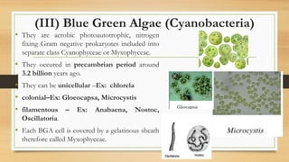 (III) Blue Green Algae (Cyanobacteria)
• They are aerobic photoautotrophic, nitrogen
fixing Gram negative prokaryotes included into
separate class Cyanophyceae or Myxophyceae.
• They occured in precambrian period around
3.2 billion years ago.
• They can be unicellular –Ex: chlorela
• colonial–Ex: Gloeocapsa, Microcystis
• filamentous – Ex: Anabaena, Nostoc,
Oscillatoria.
• Each BGA cell is covered by a gelatinous sheath
therefore called Myxophyceae.
 