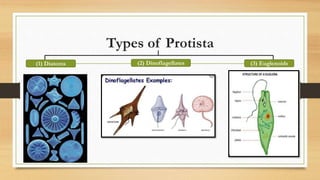 Types of Protista
(1) Diatoms (2) Dinoflagellates (3) Euglenoids
 