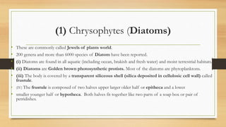 (1) Chrysophytes (Diatoms)
• These are commonly called Jewels of plants world.
• 200 genera and more than 6000 species of Diatom have been reported.
• (i) Diatoms are found in all aquatic (including ocean, brakish and fresh water) and moist terrestrial habitats.
• (ii) Diatoms are Golden brown photosynthetic protists. Most of the diatoms are phytoplanktons.
• (iii) The body is covered by a transparent siliceous shell (silica deposited in cellulosic cell wall) called
frustule.
• (IV) The frustule is composed of two halves upper larger older half or epitheca and a lower
• smaller younger half or hypotheca. Both halves fit together like two parts of a soap box or pair of
petridishes.
 