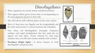 Dinoflagellates
• These organisms are mostly marine and photosynthetic.
• They appear yellow, green, brown, blue or red depending on
the main pigments present in their cells.
• The cell wall has stiff cellulose plates on the outer surface.
• Most of them have two flagella; one lies longitudinally and
the other transversely in a furrow between the wall plates.
• Very often, red dinoflagellates (Example: Gonyaulax)
undergo such rapid multiplication that they make the sea
appear red (red tides). Toxins released by such large
numbers may even kill other marine animals such as fishes.
• Noctiluca (Night light) : It shows features of both
dinoflagellate and protozoans.
 