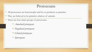 Protozoans
• All protozoans are heterotrophs and live as predators or parasites.
• They are believed to be primitive relatives of animals.
• There are four major groups of protozoans.
• Amoeboid protozoans
• Flagellated protozoans
• Ciliated protozoans
• Sporozoans
 