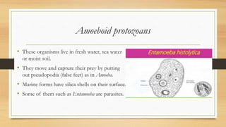 Amoeboid protozoans
• These organisms live in fresh water, sea water
or moist soil.
• They move and capture their prey by putting
out pseudopodia (false feet) as in Amoeba.
• Marine forms have silica shells on their surface.
• Some of them such as Entamoeba are parasites.
 