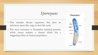 Sporozoans
• This includes diverse organisms that have an
infectious spore-like stage in their life cycle.
• The most notorious is Plasmodium (malarial parasite)
which causes malaria, a disease which has a
staggering effect on human population.
 