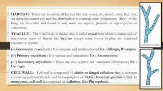 • HABITAT:- These are found in all habitat like soil, water, air, mouth, skin, hair, eye,
on decaying matter etc. and the distribution is cosmopolitan (ubiquitous). Most of the
fungi are terrestrial and found in soil, some are aquatic, parasitic or saporophytic or
symobiont.
• THALLUS :- The main body is thallus that is called mycelium which is composed of
interwoven mass of thread like hyphae except some forms. hyphae are branched
aseptate or septate.
• (i) Coenocytic mycelium : It is aseptate and multinucleated Ex : Albugo, Rhizopus.
• (ii) Primary mycelium : It is septate and uninucleate Ex : Ascomycetes.
• (iii) Secondary mycelium : These are also septate but binucleate (Dikaryotic) Ex :
Ustilago.
• CELL WALL:- Cell wall is composed of chitin or fungal cellulose that is nitrogen
containing polyhsaccharide and heteropolymer of NAG (N-acetyl glucosamine). In
oomycetes, cell wall is composed of cellulose. Ex: Phytopthora.
 