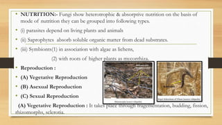• NUTRITION:- Fungi show heterotrophic & absorptive nutrition on the basis of
mode of nutrition they can be grouped into following types.
• (i) parasites depend on living plants and animals
• (ii) Saprophytes absorb soluble organic matter from dead substrates.
• (iii) Symbionts(1) in association with algae as lichens,
(2) with roots of higher plants as mycorrhiza.
• Reproduction :
• (A) Vegetative Reproduction
• (B) Asexual Reproduction
• (C) Sexual Reproduction
(A) Vegetative Reproduction : It takes place through fragementation, budding, fission,
rhizomorphs, sclerotia.
 