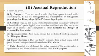 (B) Asexual Reproduction
• It occurs by spores.
• (i) By Zoospore : They are naked, motile, flagellated spores formed inside
zoosporangium. It may be uniflagellate Ex: Snychytrium or Biflagellate
(pear shaped or kidney shaped) Ex: Pythium, Saprolegnia.
• (ii) Conidia : They are non motile spores that are formed exogenously at the tip
or lateral side of special hyphal branches called conidiophores. They are borne
singly or in chains. Their arrangment is either basipetal Ex: Albugo or
acropetal Ex: Cruvularia.
• (iii) Sporangiospores : Non-motile spores that are formed inside sporangium
Ex: Rhizopus, Mucor.
• (iv) Chlamydospores : They are highly resistant, thick walled, single-celled
spores formed during unfavourable conditions Ex : Mucor
• (v) Oidia : Rounded or oval shaped, thin walled structures. The hyphae undergo
segementation and forms yeast like cells called oidia. Ex: Erysiphae.
 