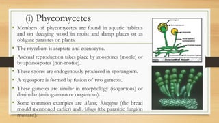 (i) Phycomycetes
• Members of phycomycetes are found in aquatic habitats
and on decaying wood in moist and damp places or as
obligate parasites on plants.
• The mycelium is aseptate and coenocytic.
• Asexual reproduction takes place by zoospores (motile) or
by aplanospores (non-motile).
• These spores are endogenously produced in sporangium.
• A zygospore is formed by fusion of two gametes.
• These gametes are similar in morphology (isogamous) or
dissimilar (anisogamous or oogamous).
• Some common examples are Mucor, Rhizopus (the bread
mould mentioned earlier) and Albugo (the parasitic fungion
mustard).
 