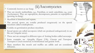 (ii)Ascomycetes• Commonly known as sac-fungi.
• They are mostly multicellular, e.g., Penicillium, or rarely unicellular, e.g., yeast
(Saccharomyces). They are saprophytic, decomposers, parasitic or coprophilous
(growing on dung).
• Mycelium is branched and septate.
• The asexual spores are conidia produced exogenously on the special
mycelium called conidiophores.
• Conidia on germination produce mycelium.
• Sexual spores are called ascospores which are produced endogenously in sac
like asci (singular ascus).
• These asci are arranged in different types of fruiting bodies called ascocarps.
• Some examples are Aspergillus (Figure 2.5b), Claviceps and Neurospora.
Neurospora is used extensively in biochemical and genetic work.
• Many members like morels and truffles are edible and are considered
delicacies.
 