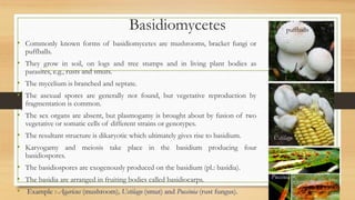 Basidiomycetes
• Commonly known forms of basidiomycetes are mushrooms, bracket fungi or
puffballs.
• They grow in soil, on logs and tree stumps and in living plant bodies as
parasites, e.g., rusts and smuts.
• The mycelium is branched and septate.
• The asexual spores are generally not found, but vegetative reproduction by
fragmentation is common.
• The sex organs are absent, but plasmogamy is brought about by fusion of two
vegetative or somatic cells of different strains or genotypes.
• The resultant structure is dikaryotic which ultimately gives rise to basidium.
• Karyogamy and meiosis take place in the basidium producing four
basidiospores.
• The basidiospores are exogenously produced on the basidium (pl.: basidia).
• The basidia are arranged in fruiting bodies called basidiocarps.
• Example :-Agaricus (mushroom), Ustilago (smut) and Puccinia (rust fungus).
puffballs
Ustilago
Puccinia
 