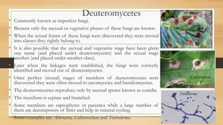 Deuteromycetes
• Commonly known as imperfect fungi.
• Because only the asexual or vegetative phases of these fungi are known.
• When the sexual forms of these fungi were discovered they were moved
into classes they rightly belong to.
• It is also possible that the asexual and vegetative stage have been given
one name (and placed under deuteromycetes) and the sexual stage
another (and placed under another class).
• Later when the linkages were established, the fungi were correctly
identified and moved out of deuteromycetes.
• Once perfect (sexual) stages of members of dueteromycetes were
discovered they were often moved to ascomycetes and basidiomycetes.
• The deuteromycetes reproduce only by asexual spores known as conidia.
• The mycelium is septate and branched.
• Some members are saprophytes or parasites while a large number of
them are decomposers of litter and help in mineral cycling.
• Some examples are Alternaria, Colletotrichum and Trichoderma.
Alternaria
Colletotrichum
Trichoderma
 