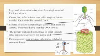 • In general, viruses that infect plants have single stranded
RNA and viruses.
• Viruses that infect animals have either single or double
stranded RNA or double stranded DNA.
• Bacterial viruses or bacteriophages (viruses that infect the
bacteria) are usually double stranded DNA viruses.
• The protein coat called capsid made of small subunits
called capsomeres, protects the nucleic acid.
• These capsomeres are arranged in helical or polyhedral
geometric forms.
 