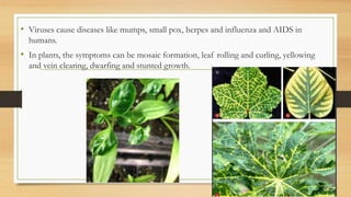 • Viruses cause diseases like mumps, small pox, herpes and influenza and AIDS in
humans.
• In plants, the symptoms can be mosaic formation, leaf rolling and curling, yellowing
and vein clearing, dwarfing and stunted growth.
 