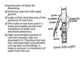 Root Hair Cell  Transport in Flowering Plants