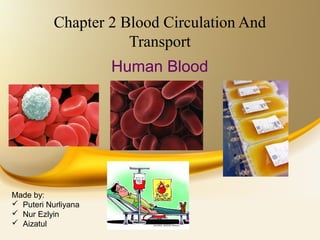 Chapter 2 Blood Circulation And
Transport
Human Blood

Made by:
 Puteri Nurliyana
 Nur Ezlyin
 Aizatul

 