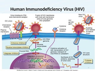 Human Immunodeficiency Virus (HIV)
37
 