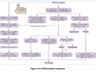 Figure 2-4: Inflammatory response. 8
 