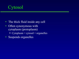 Cytosol The thick fluid inside any cell Often synonymous with cytoplasm (protoplasm) Cytoplasm = cytosol + organelles Suspends organelles 