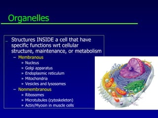 Organelles Structures INSIDE a cell that have specific functions wrt cellular structure, maintenance, or metabolism Membranous Nucleus Golgi apparatus Endoplasmic reticulum Mitochondria Vesicles and lysosomes Nonmembranous Ribosomes Microtubules (cytoskeleton) Actin/Myosin in muscle cells 