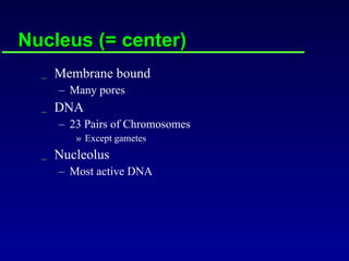 Nucleus (= center) Membrane bound Many pores DNA 23 Pairs of Chromosomes Except gametes Nucleolus Most active DNA 