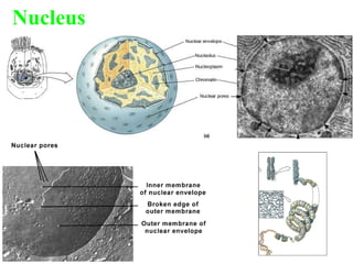 Nucleus 