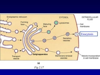 Fig 2.17 Exocytosis 