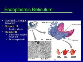 Endoplasmic Reticulum Synthesis, Storage, transport Smooth ER Lipid synthesis Rough ER Ribosomes make it rough ER Protein synthesis 