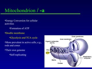 Mitochondrion  / -a Energy Conversion for cellular activities Formation of ATP Double membrane  Glycolysis and TCA cycle More prevalent in active cells, e.g., rods and cones Their own genome Self-replicating 