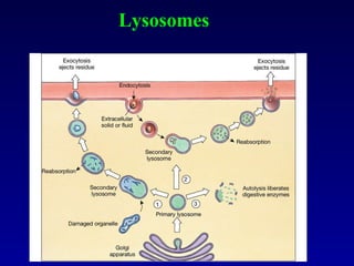 Lysosomes 
