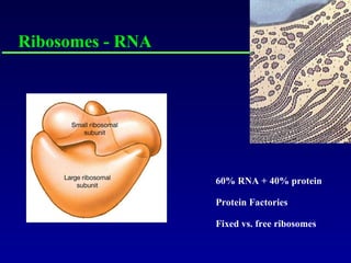 Ribosomes - RNA 60% RNA + 40% protein Protein Factories Fixed vs. free ribosomes 