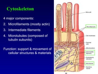 Cytoskeleton 4 major components: Microfilaments (mostly actin) Intermediate filaments Microtubules (composed of tubulin subunits) Function: support & movement of cellular structures & materials 