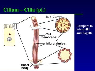 Cilium – Cilia (pl.) Compare to microvilli and flagella In 9+2 array 
