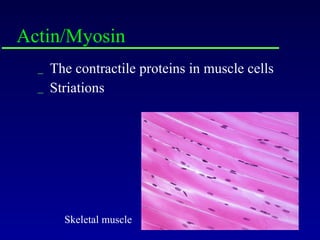 Actin/Myosin The contractile proteins in muscle cells Striations Skeletal muscle 