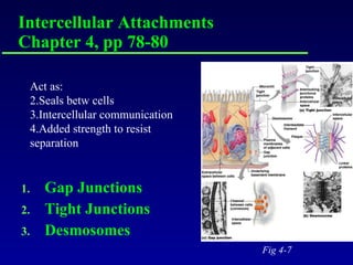 Gap Junctions Tight Junctions Desmosomes Intercellular Attachments Chapter 4, pp 78-80 Fig 4-7 Act as: Seals betw cells Intercellular communication Added strength to resist separation 
