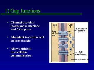 Channel proteins (connexons) interlock and form pores Abundant in cardiac and smooth muscle Allows efficient intercellular communication 1) Gap Junctions 