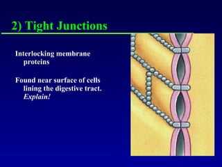 2) Tight Junctions Interlocking membrane proteins Found near surface of cells lining the digestive tract.  Explain! 