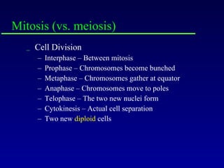 Mitosis (vs. meiosis) Cell Division Interphase – Between mitosis  Prophase – Chromosomes become bunched Metaphase – Chromosomes gather at equator Anaphase – Chromosomes move to poles Telophase – The two new nuclei form Cytokinesis – Actual cell separation Two new  diploid  cells 