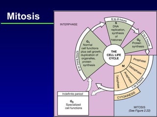 Mitosis 