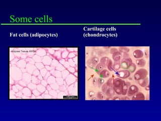 Some cells Fat cells (adipocytes) Cartilage cells (chondrocytes) 