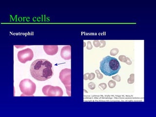 More cells Neutrophil Plasma cell 