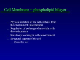 Cell Membrane = phospholipid bilayer Physical isolation of the cell contents from the environment ( interstitium ) Regulation of exchange of materials with the environment Sensitivity to changes in the environment Structural support of the cell Organelles, too! 