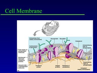 Cell Membrane 