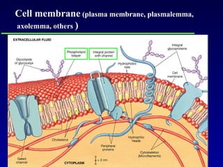Cell membrane  (plasma membrane, plasmalemma, axolemma, others  ) 
