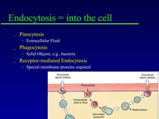 Endocytosis = into the cell Pinocytosis Extracellular Fluid Phagocytosis Solid Objects, e.g., bacteria Receptor-mediated Endocytosis Special membrane proteins required 
