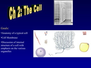 Ch 2: The Cell ,[object Object],[object Object],[object Object],[object Object]