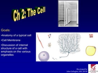 Goals:
•Anatomy of a typical cell
•Cell Membrane
•Discussion of internal
structure of a cell with
emphasis on the various
organelles




                                         Developed by
                             John Gallagher, MS, DVM
 