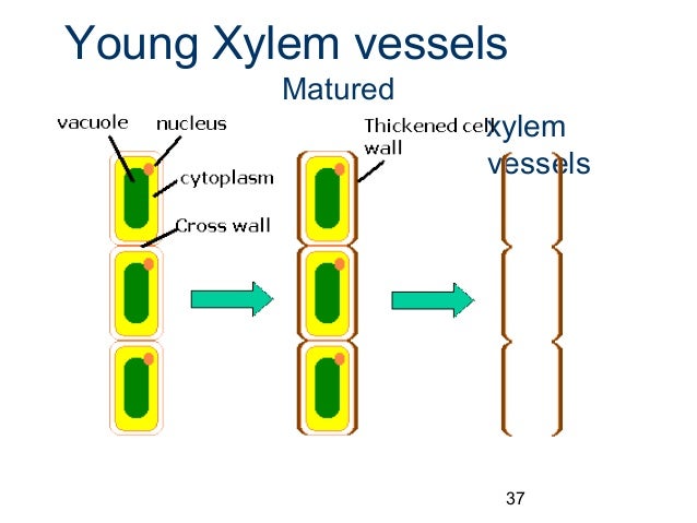 Chapter2cells2011 110323085717-phpapp02