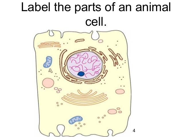 Chapter2cells2011 110323085717-phpapp02